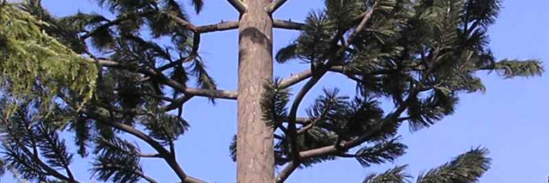 tekutý NOEplast - kôra stromu pre anténu