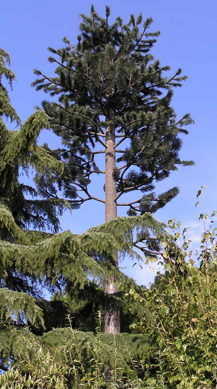 tekutý NOEplast - kôra stromu pre anténu - obr. 1